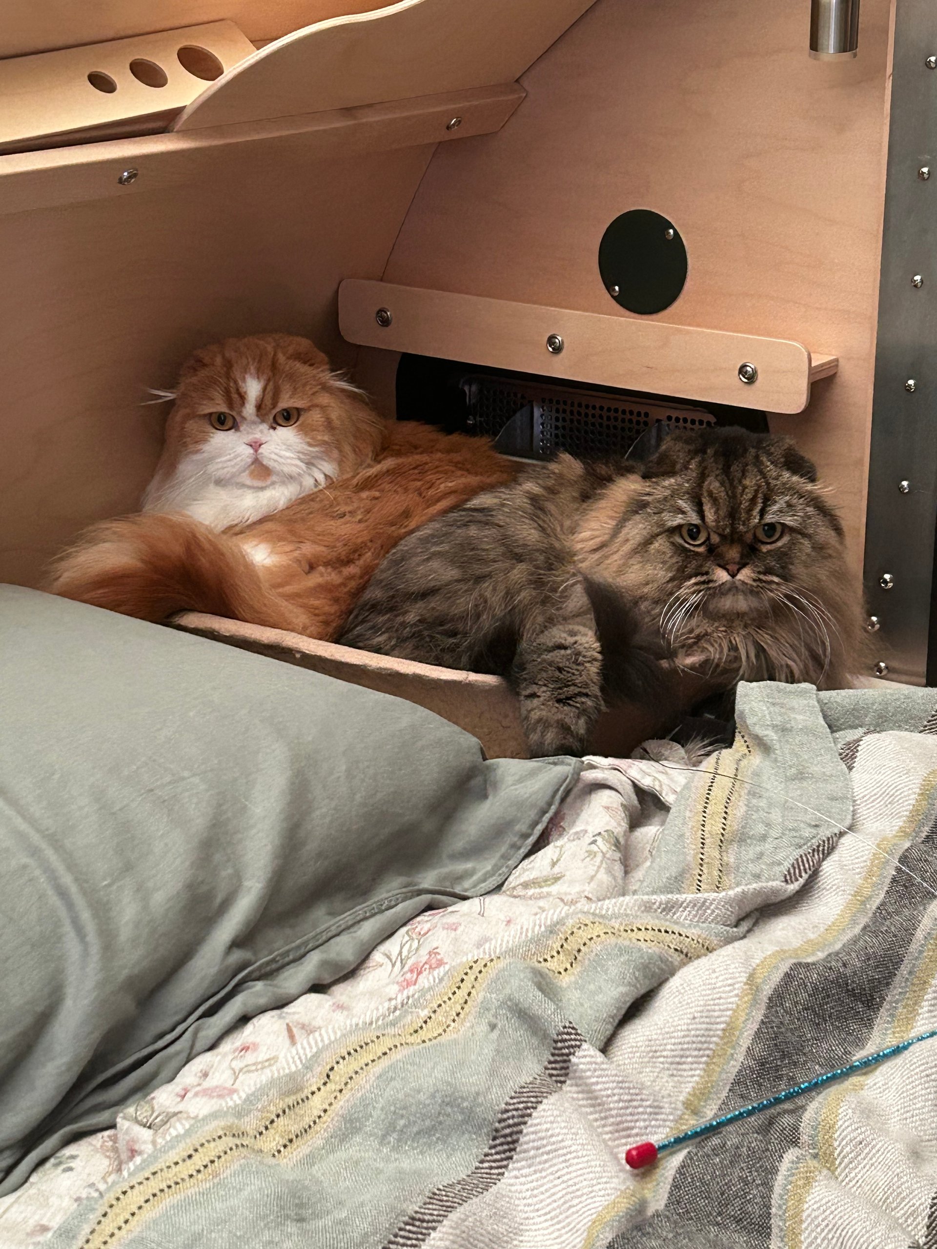 Max And Zoya Chilling In The Vistabule
