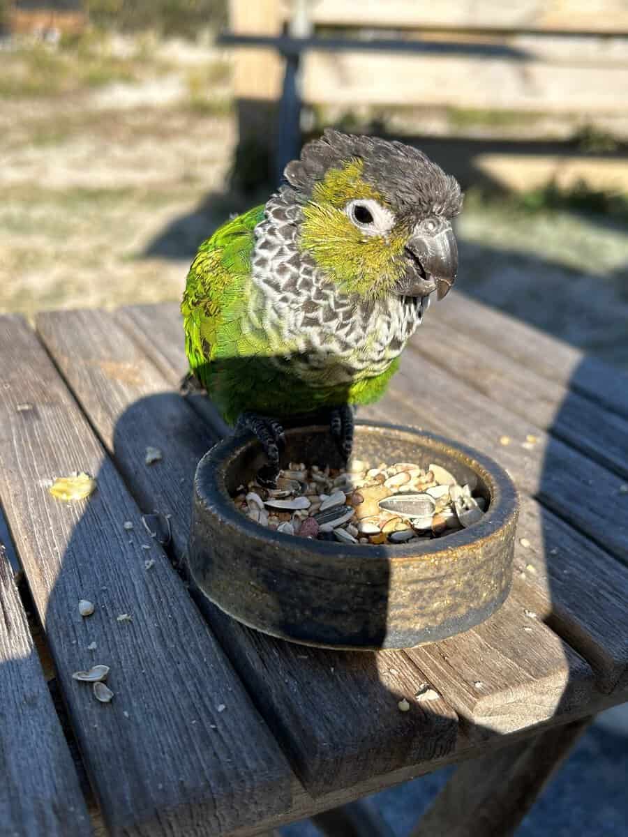 Charlotte, Black-Capped Conure Parrot