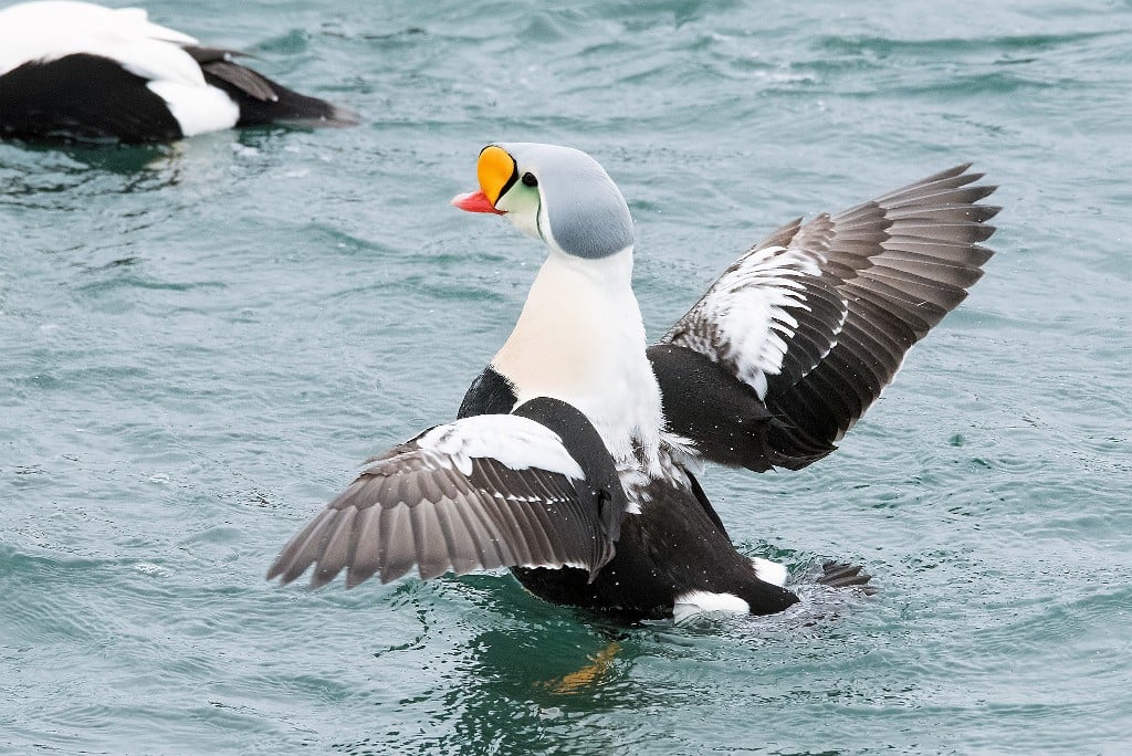 Top 5 State Parks For Incredible Birdwatching