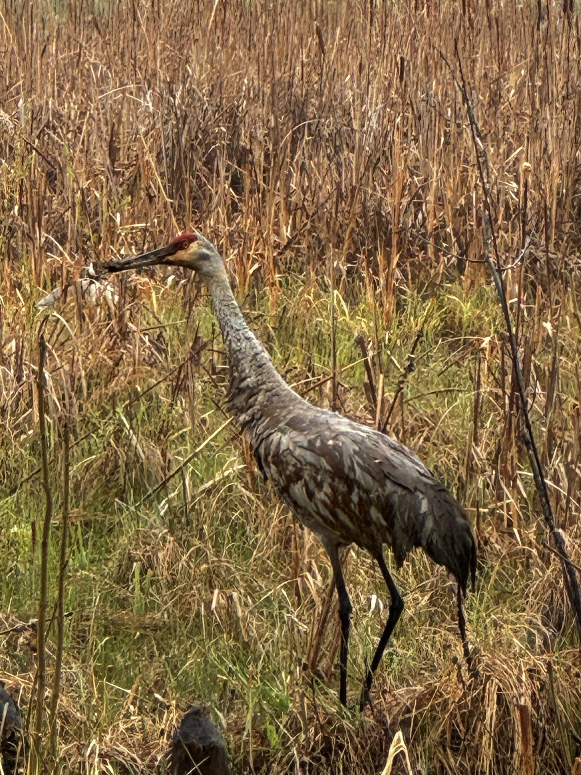 Sandhill Crane Spotted While Birdwatching