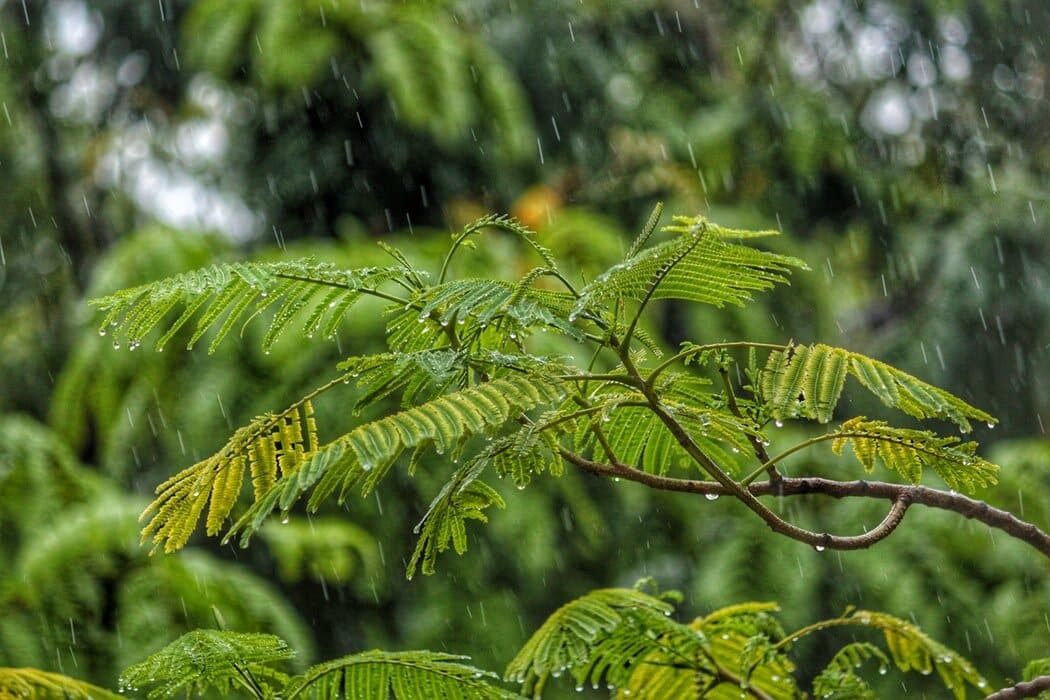 Rain