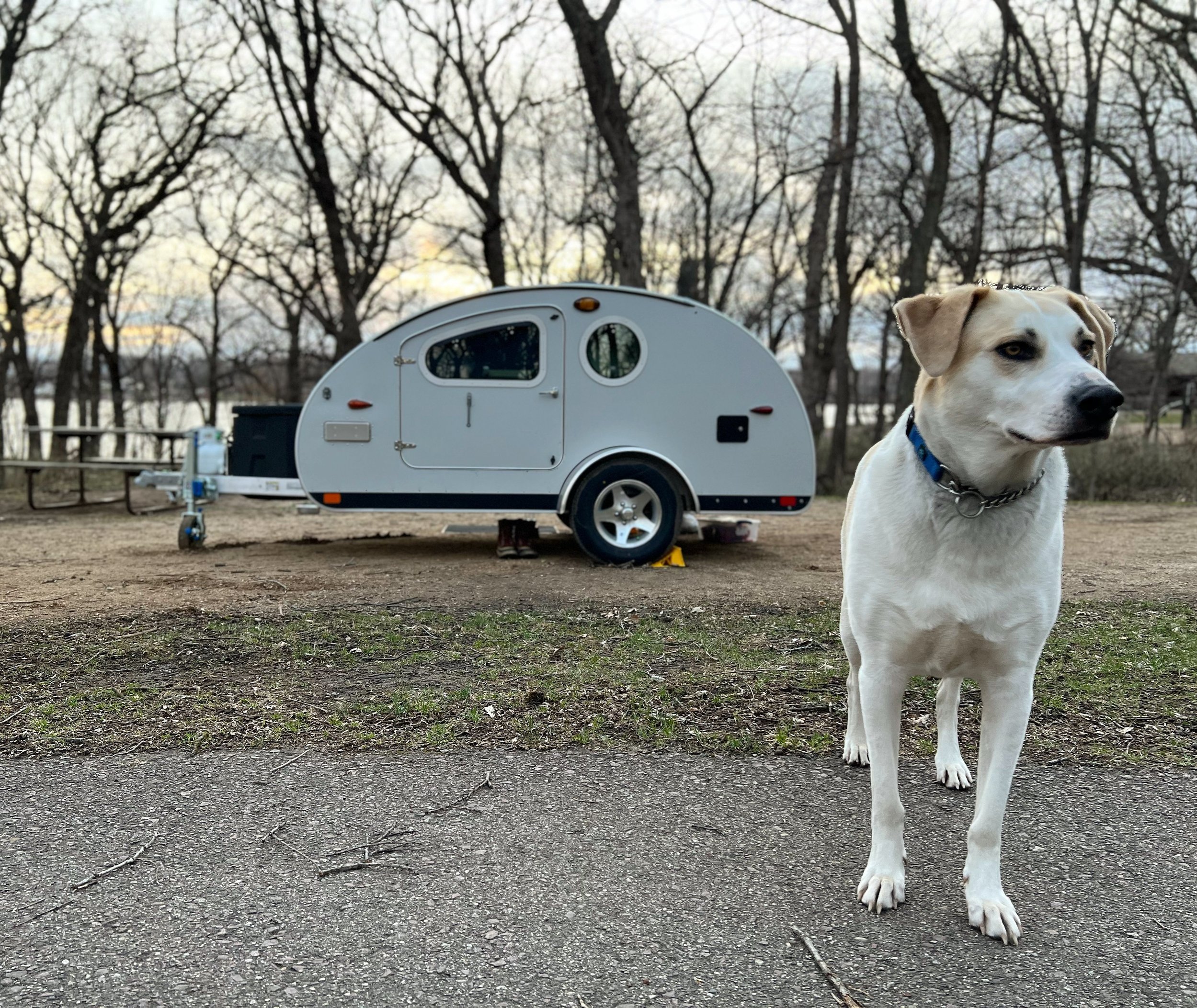 Camping With Dogs 2