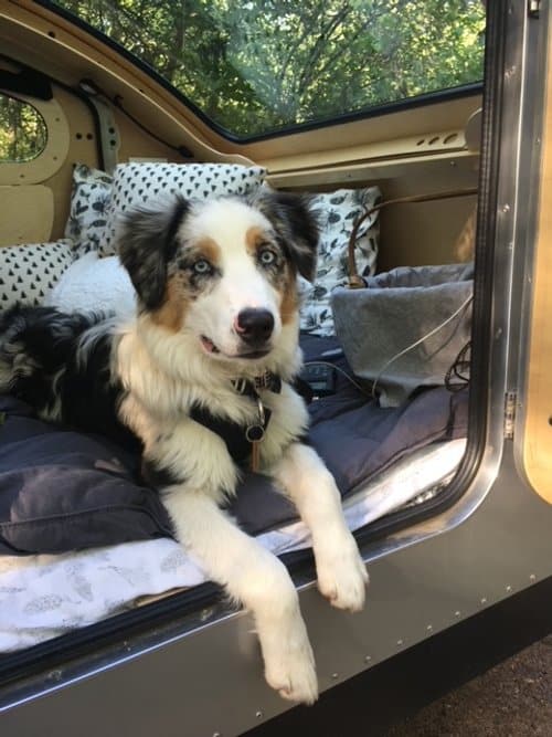 Camping With Dogs