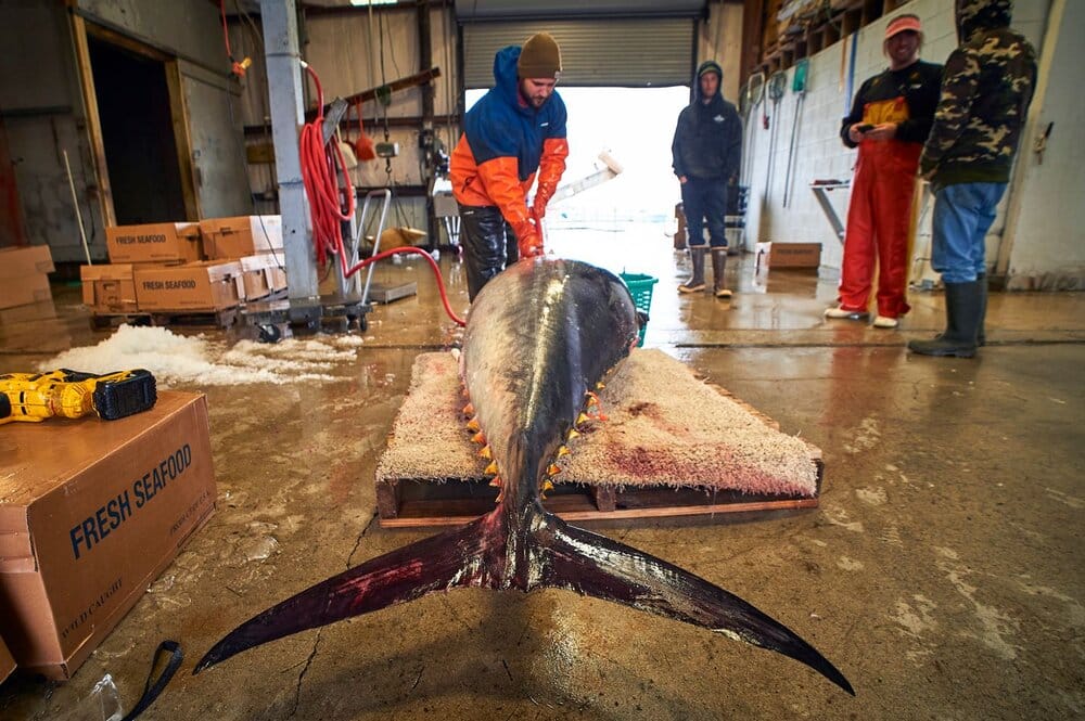 Fish