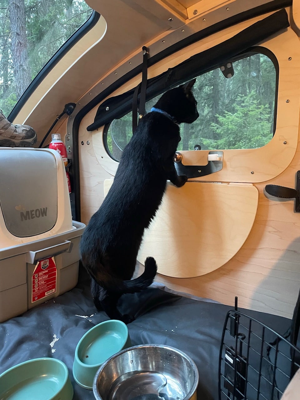 Dre Looking Out For Bears Black Cat Looking Out Trailer Window