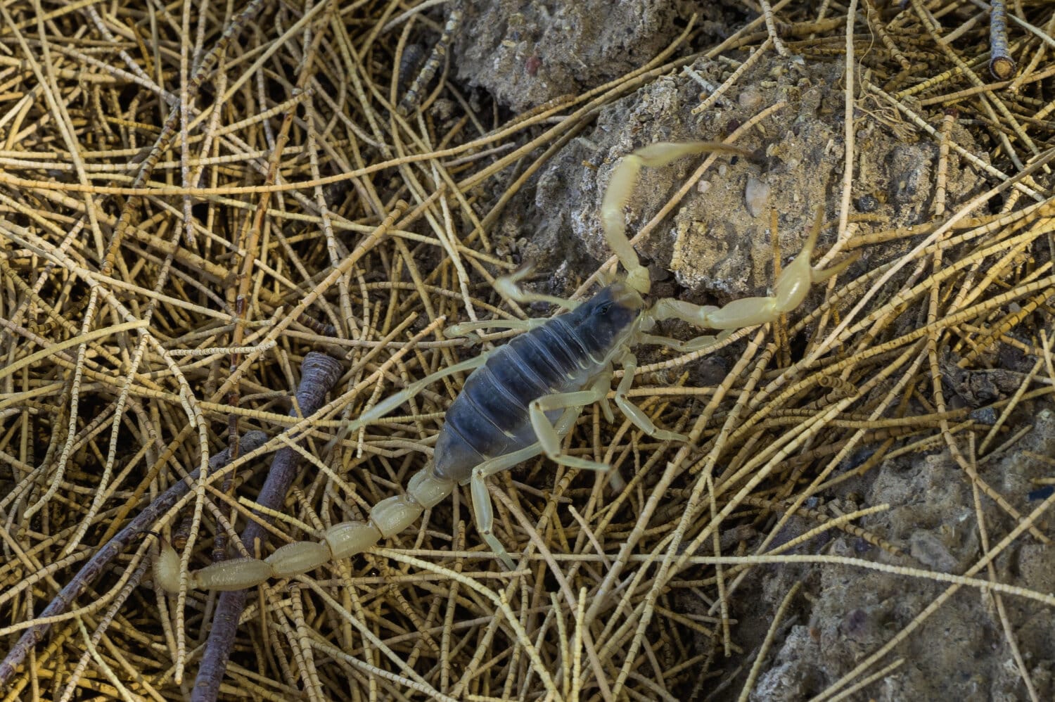 Scorpion