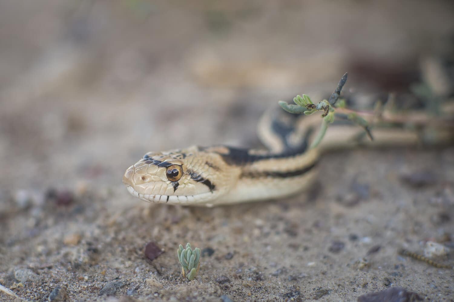 Snake