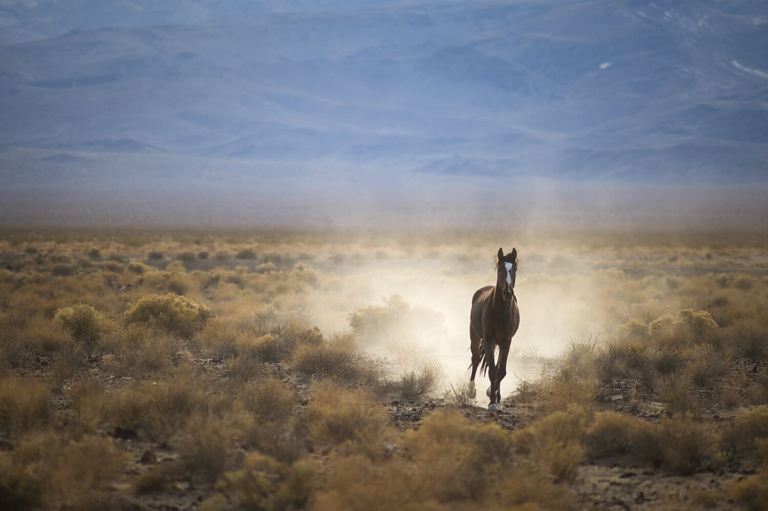 Wildhorse